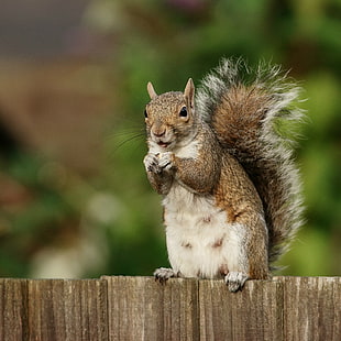 squirrel on brown wooden fence