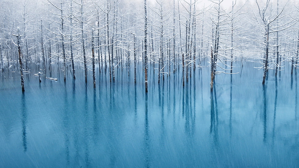 frozen trees at calm water body HD wallpaper