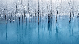 frozen trees at calm water body