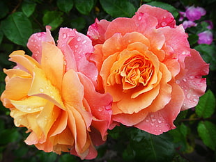 close up photography of pink-and-yellow Roses