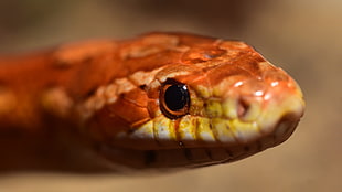 brown and yellow snake wallpaper