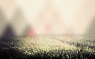Grass,  Light,  Fog HD wallpaper