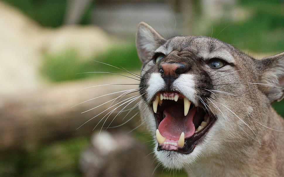 gray animal HD wallpaper