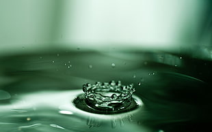 shallow focus photography of water drop HD wallpaper
