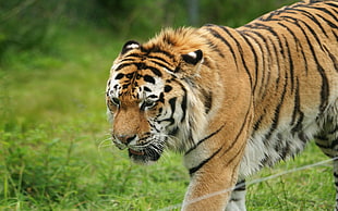 brown tiger walking on green grass field during daytime
