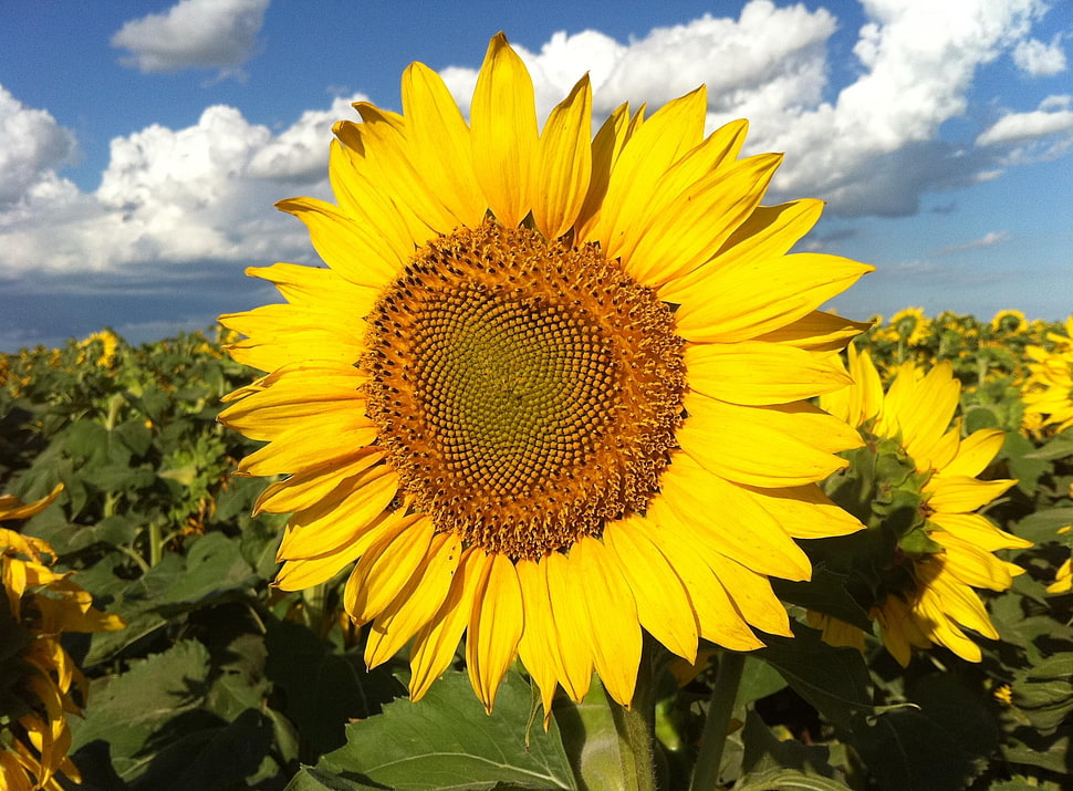 sunflower fields under bright sky HD wallpaper