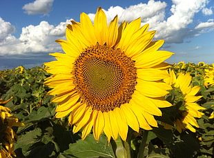 sunflower fields under bright sky