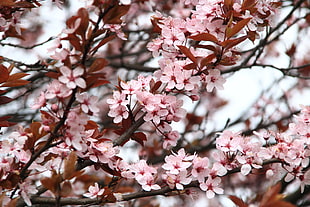 Cherry Blossoms on close-up photography