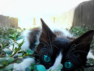 closeup photography of black and white cat on green leaf plants