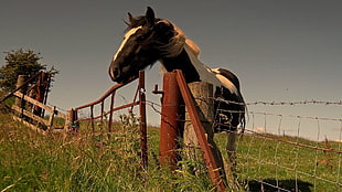 black and white horse near fence