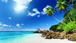 green coconut trees, beach, nature, landscape, sea