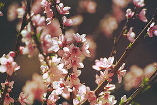 pink cherry blossom, flowers, pink flowers, cherry trees HD wallpaper