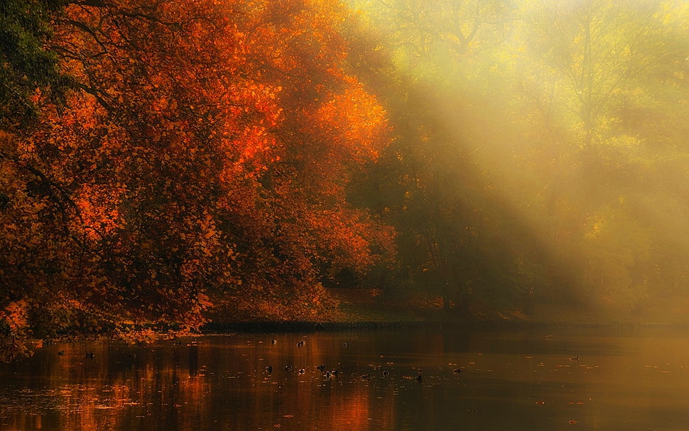 orange leafed trees and lake, nature, landscape, river, forest HD wallpaper