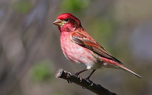 red and white short-beak bird, nature
