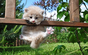 brown Persian kitten hang on brown wooden fence