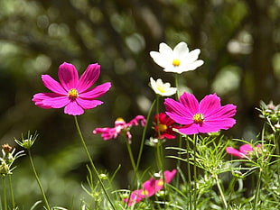 bokeh photo of pink and white flowers during daytime HD wallpaper