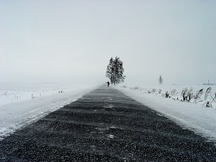 white snowfield, path, snow, winter, landscape