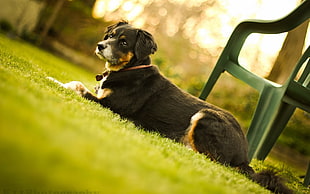 black and white adult dog lying on green grass