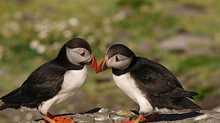two black-and-white birds, puffins, birds