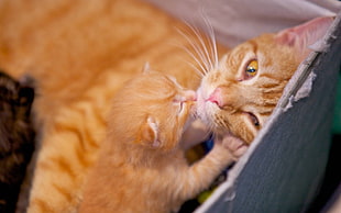 orange tabby cat and kitten HD wallpaper