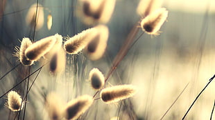 selective focus photography of beige planbt HD wallpaper