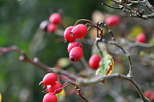 photograph of red round fruit during daytime