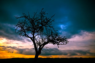 silhouette of bared tree under blue and white skyt