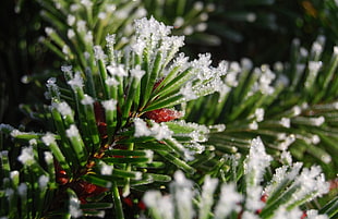 green pine boughs with snow