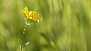 shallow focus photography of yellow flower