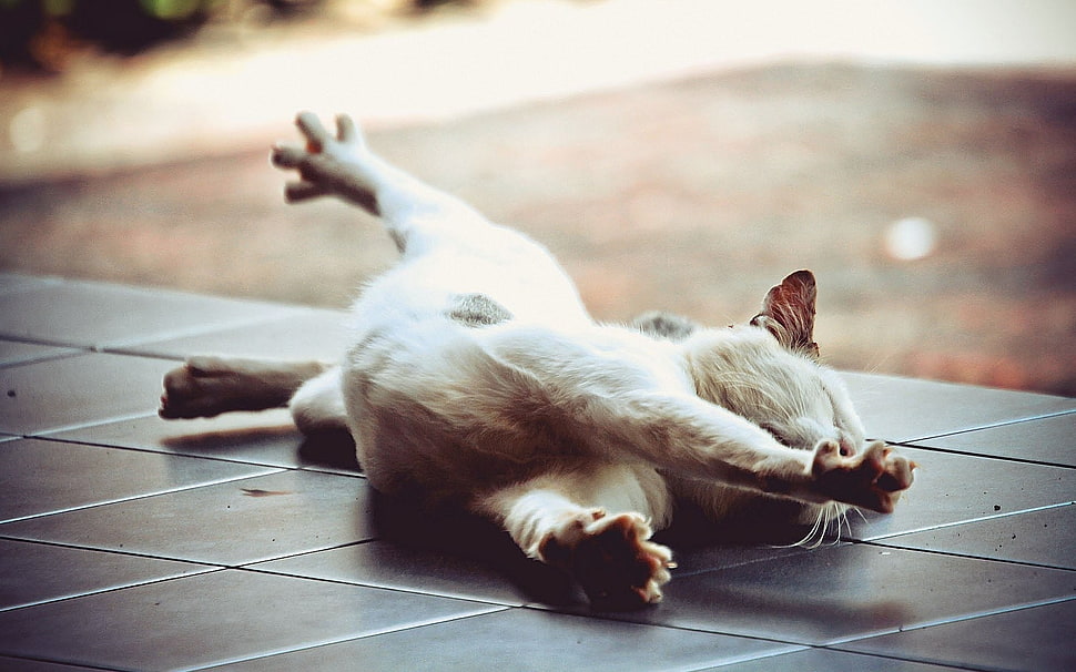 white lying on tile floor HD wallpaper