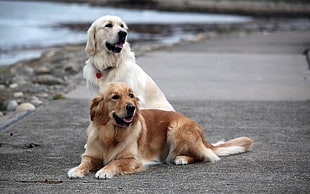 two Golden retrievers, dog, animals, golden retrievers HD wallpaper