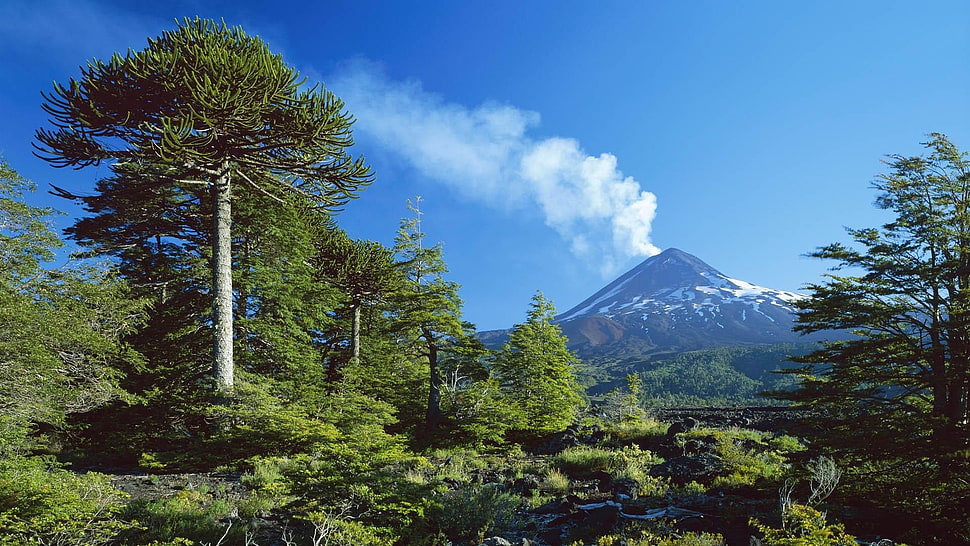 green leafed trees, nature, landscape, trees, volcano HD wallpaper