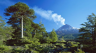 green leafed trees, nature, landscape, trees, volcano HD wallpaper