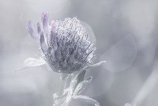 pink Clover flower closeup photography