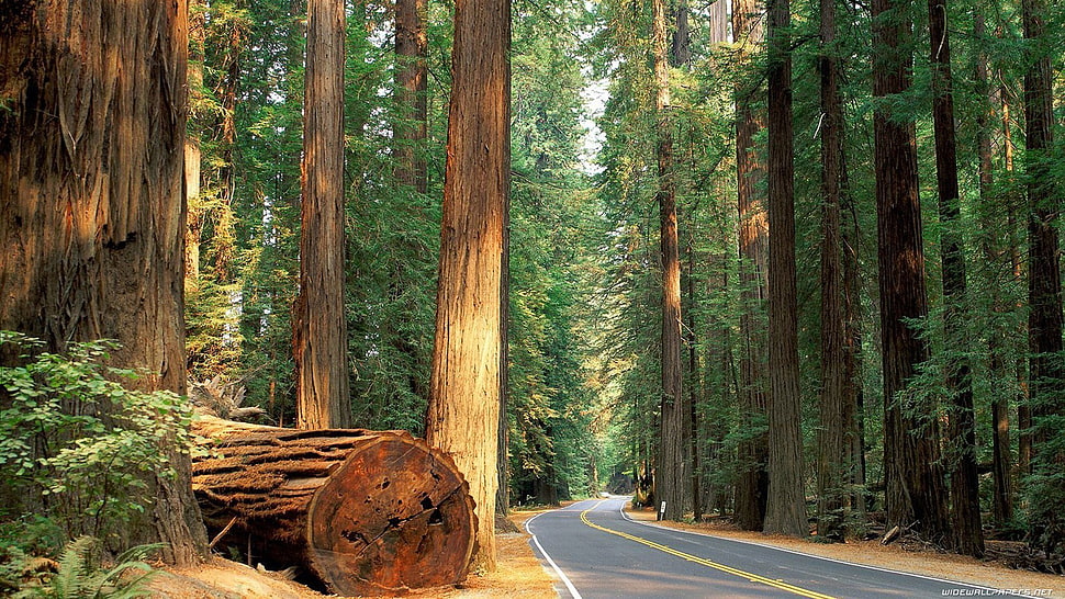 tall trees digital wallpaper, forest, road, trees, log HD wallpaper