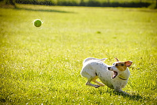 black and white short-coat small dog pitching green ball on green grass field HD wallpaper