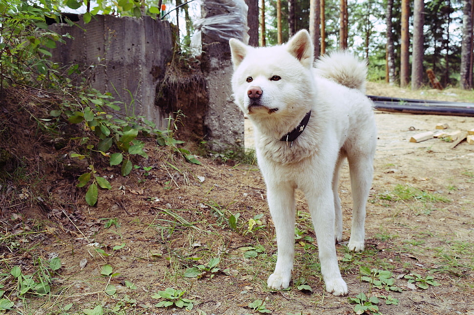 short-coated white dog HD wallpaper
