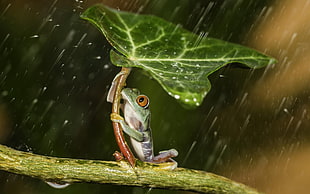 green frog holding green leaf during raintime