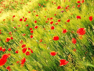 bed of red poppy flowers digital wallpaper