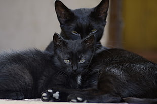 close up photo of two black cats