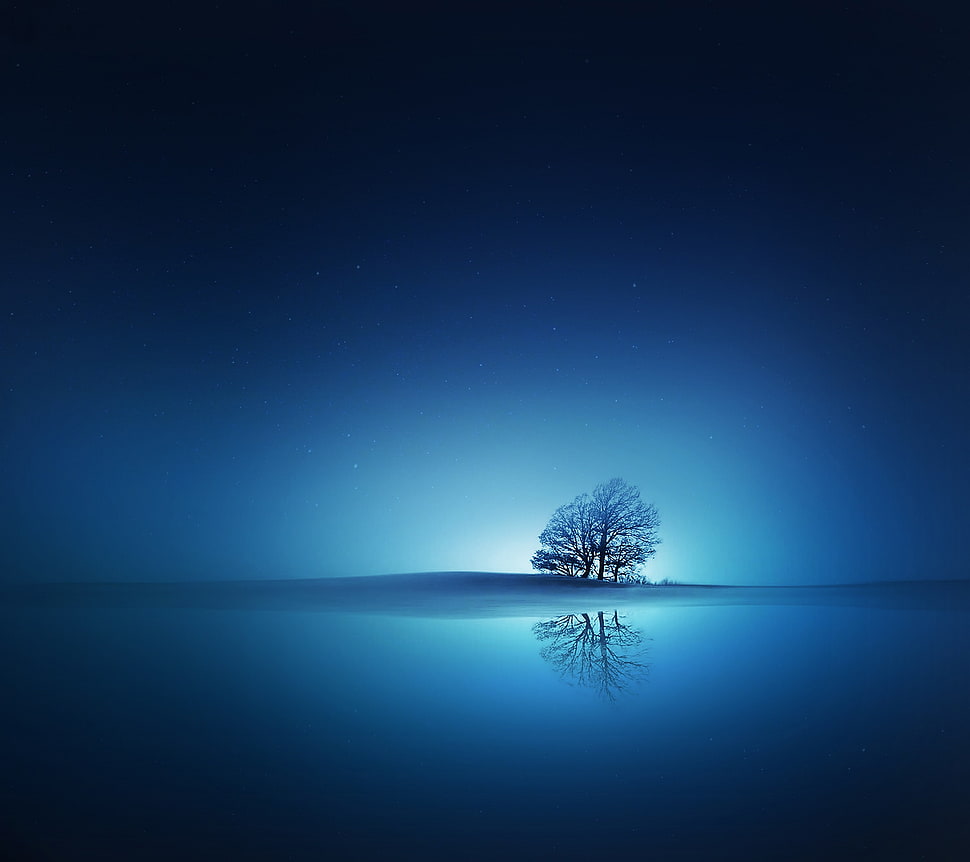 black bare tree, trees HD wallpaper