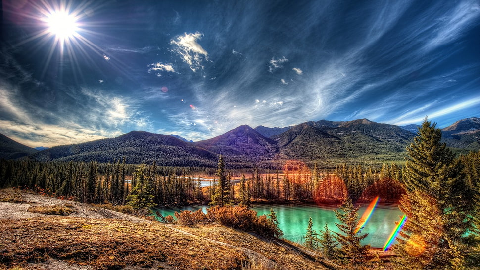 green pine trees, landscape HD wallpaper