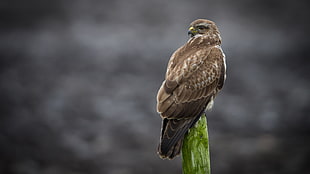 brown eagle perched on green tree during daytime, buteo buteo, common buzzard