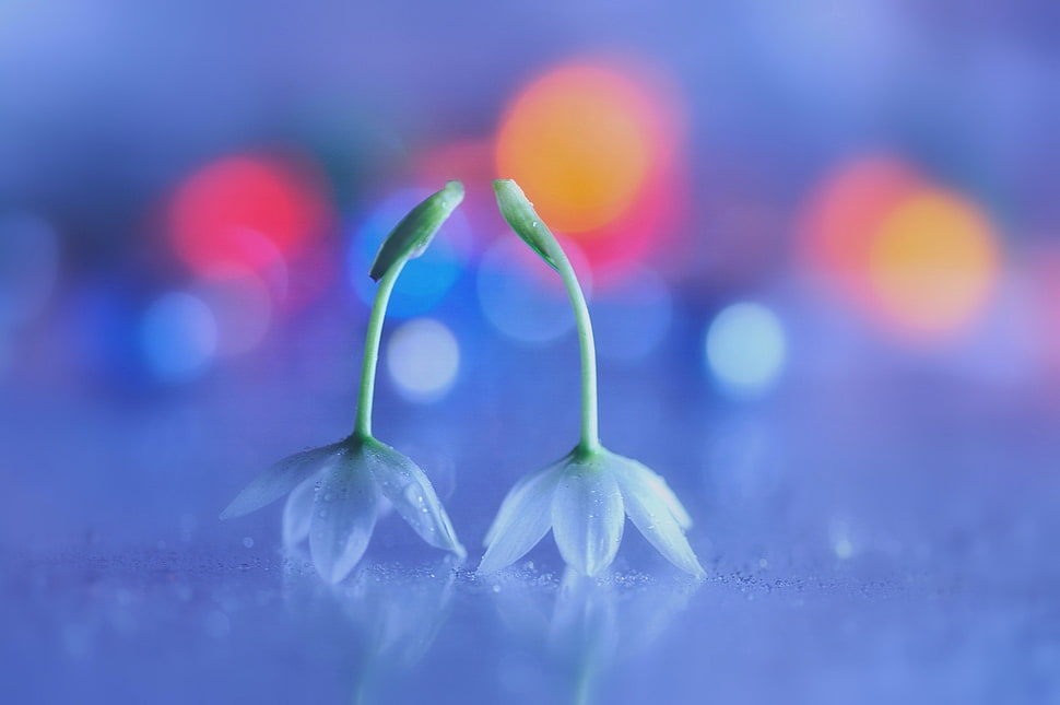 macro photography of two white petaled flowers, flowers, bokeh, white flowers HD wallpaper