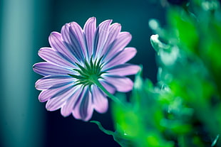shallow focus photography of purple and blue flower with green leaves