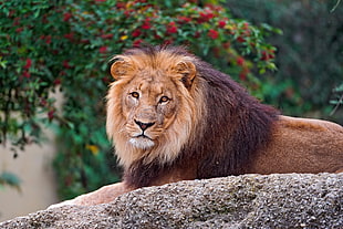 lion lying on rock HD wallpaper