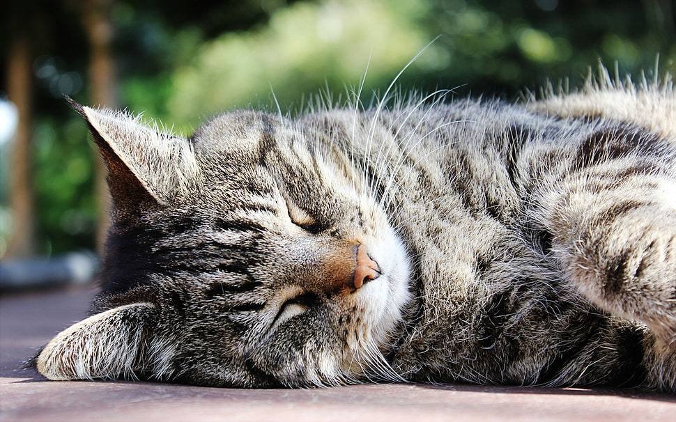silver Tabby cat sleeping on black surface HD wallpaper
