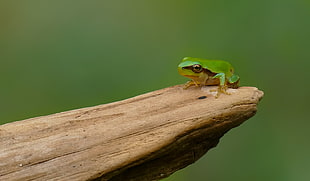selective focus photography of green frog on brown tree branch, san antonio