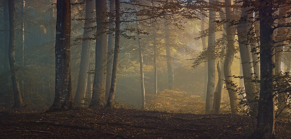foggy forest HD wallpaper