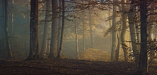 foggy forest HD wallpaper